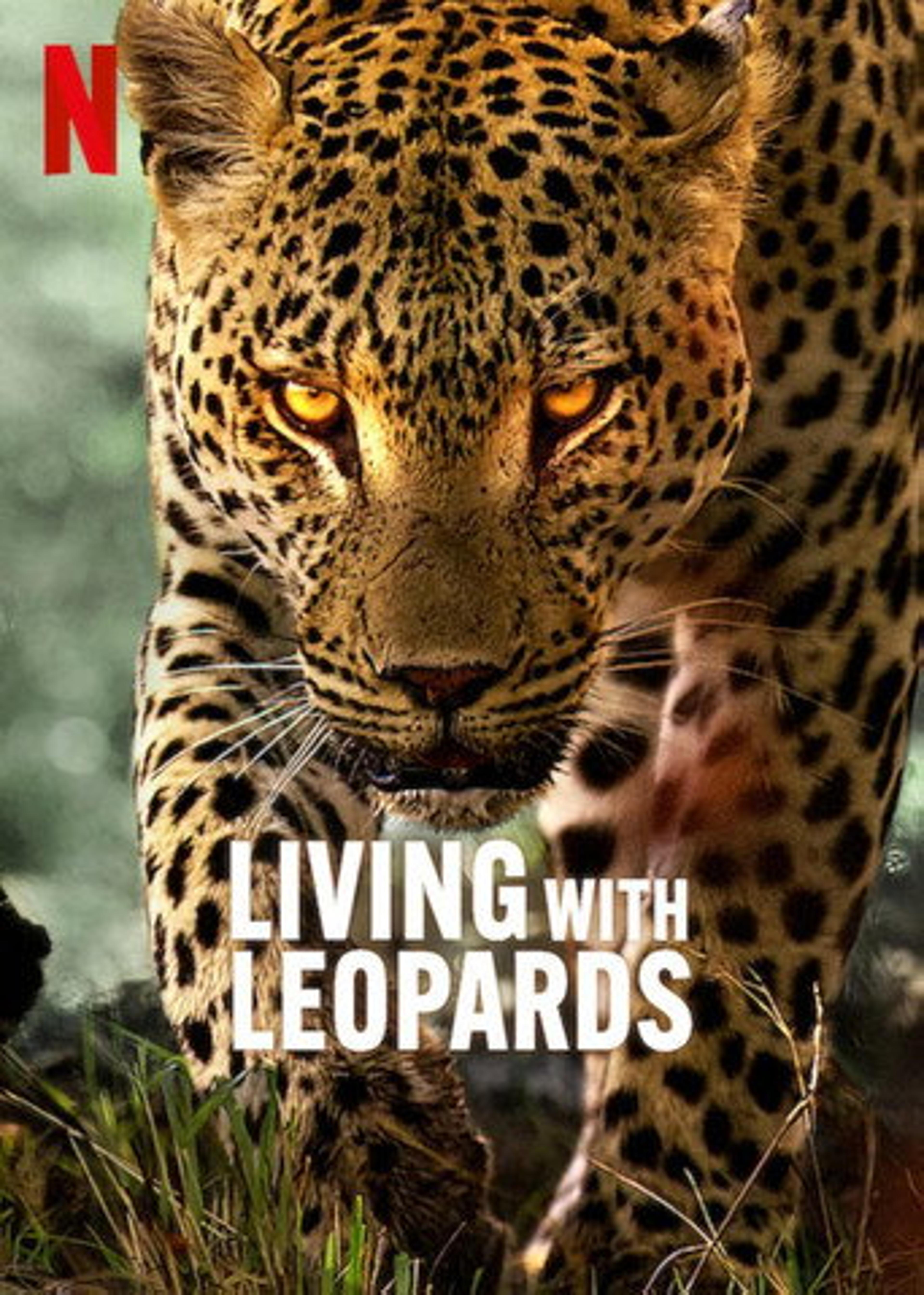 Poster film Living with Leopards