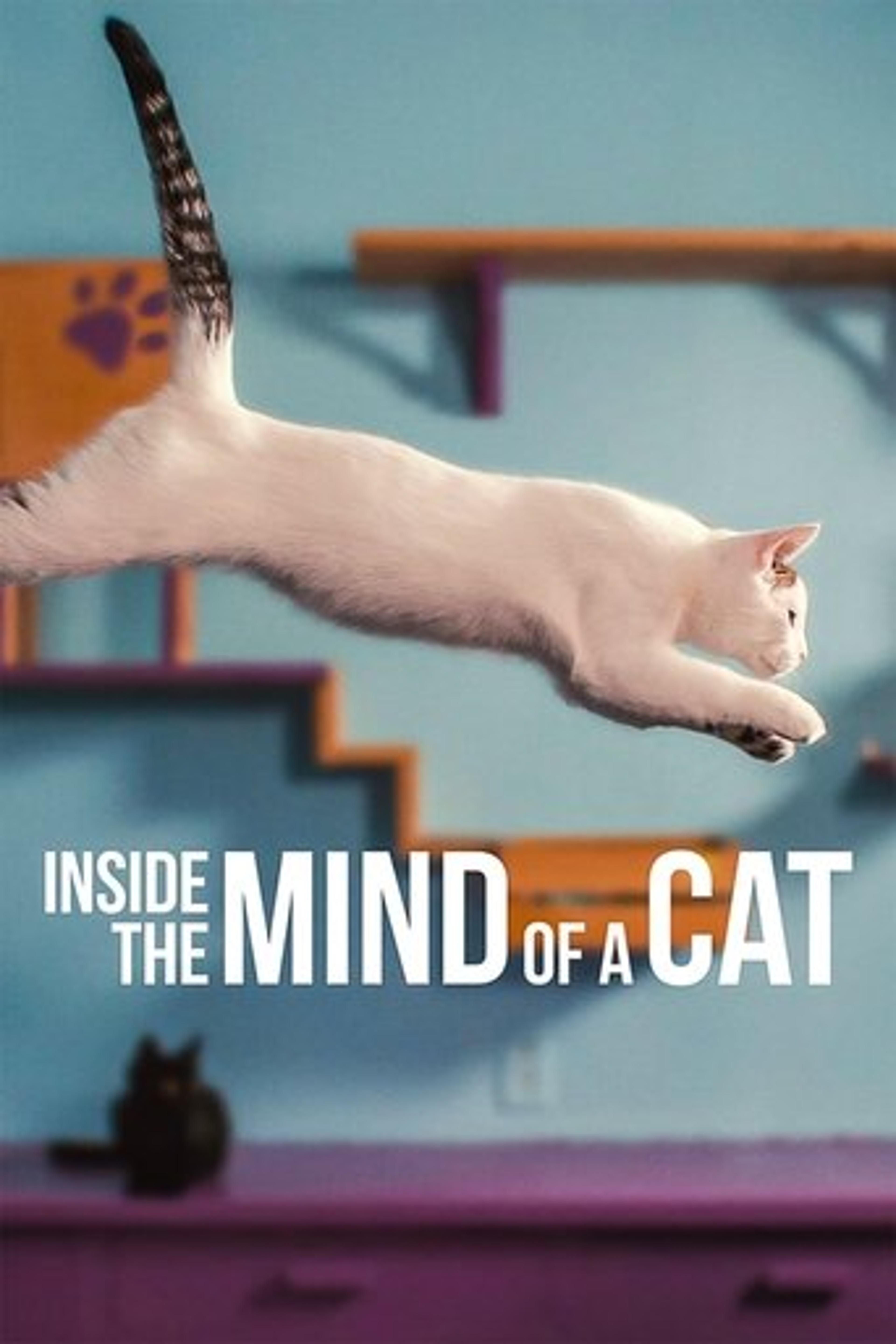 Poster film Inside the Mind of a Cat