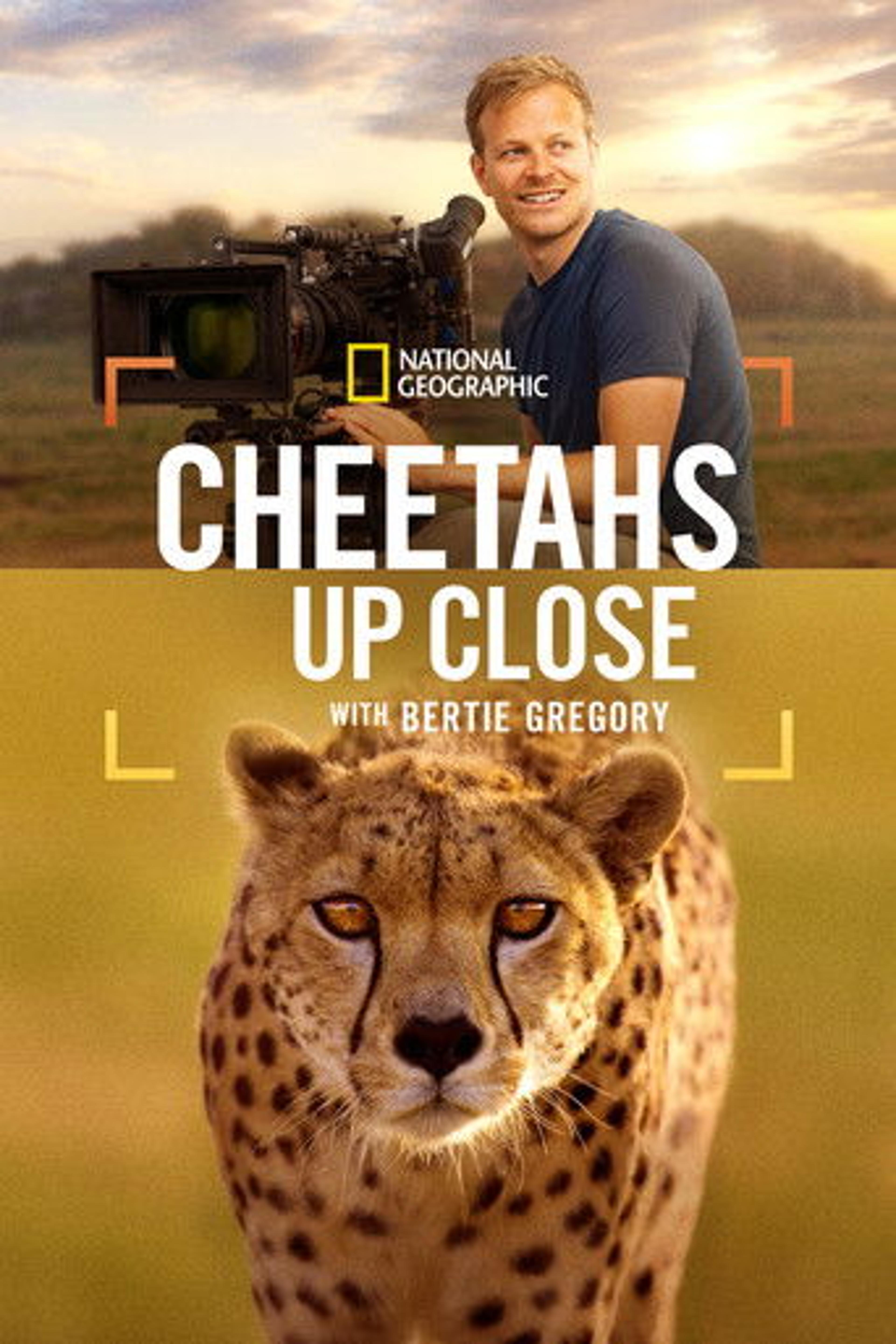 Poster film Cheetahs Up Close with Bertie Gregory