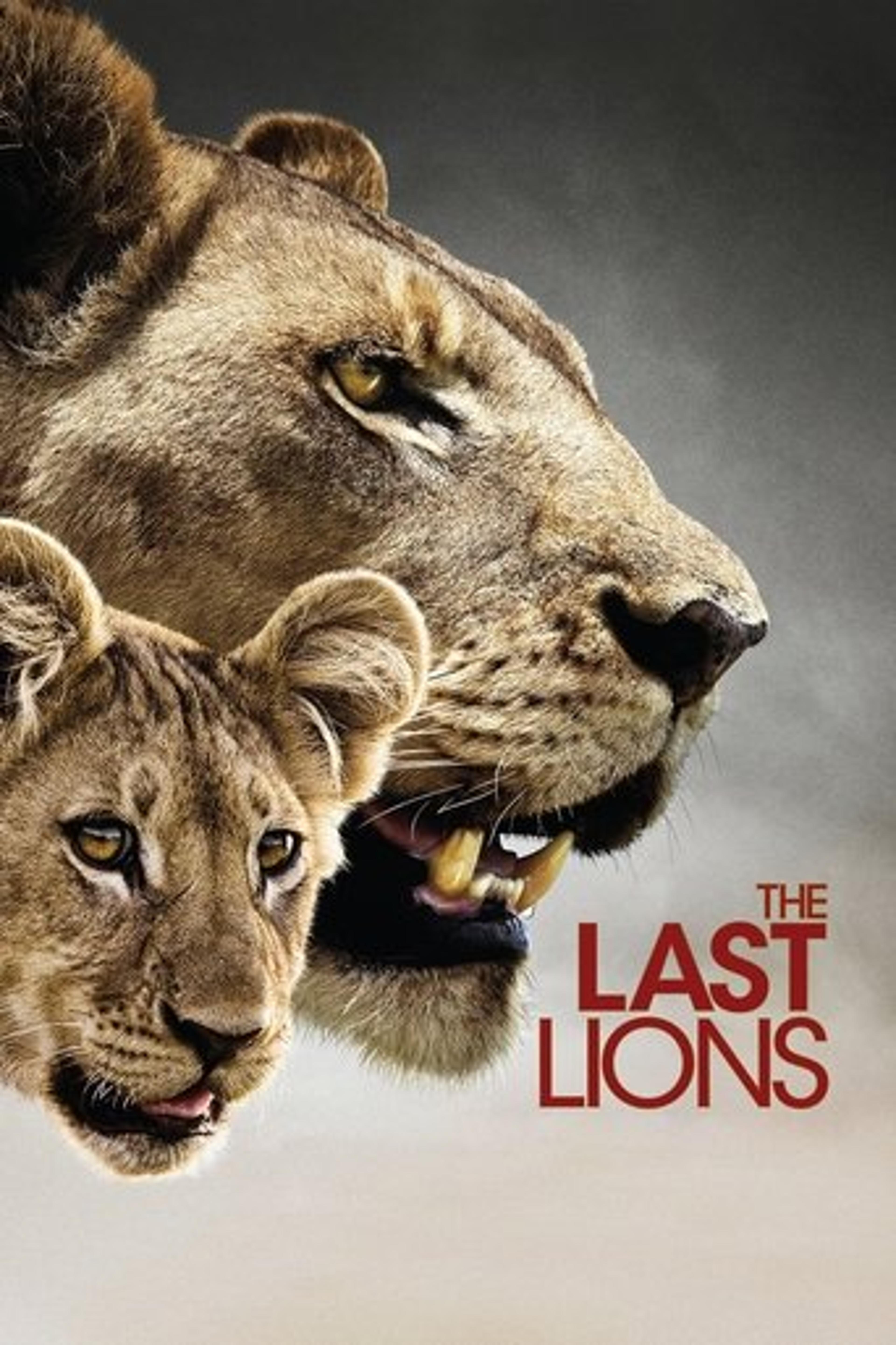 Poster film The Last Lions